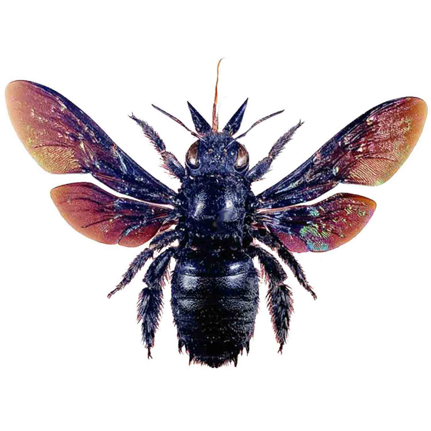 小物 bee 稲荷神社 | ペーパーナノ® | Kawada Official Original Brand Site